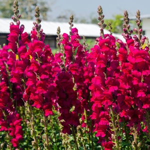 Red Snapdragon Seeds, Potomac Red F1 Snapdragons, 50 Seeds // Open Pollinated, Non-GMO, antirrhinum majus