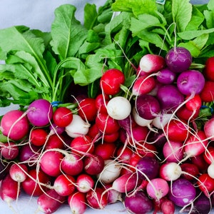 Organic Easter Egg Radish Seeds, Multi-Colored Radishes, 300 Seeds // Organic, Heirloom, Non GMO, raphanus sativus