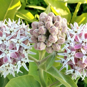 Showy Milkweed Seeds, Monarch Butterfly Attractor, Pink Pollinator Flower, 100 Seeds  // Open Pollinated, Non-GMO, asclepias speciosa