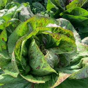 Freckles Romaine Lettuce Seeds, Freckled Lettuce // Heirloom, Non GMO, Lactuca sativa