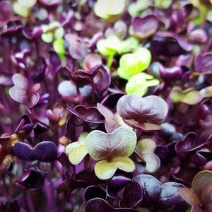 Organic Rambo Purple Radish Microgreens, 3,500 Seeds // Hydroponic or Soil, Organic, Non GMO, raphanus sativus