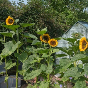 American Giant Hybrid Sunflower Seeds, Up To 17&#39; Tall, 25 Seeds // Hybrid, Non-GMO, helianthus annuus