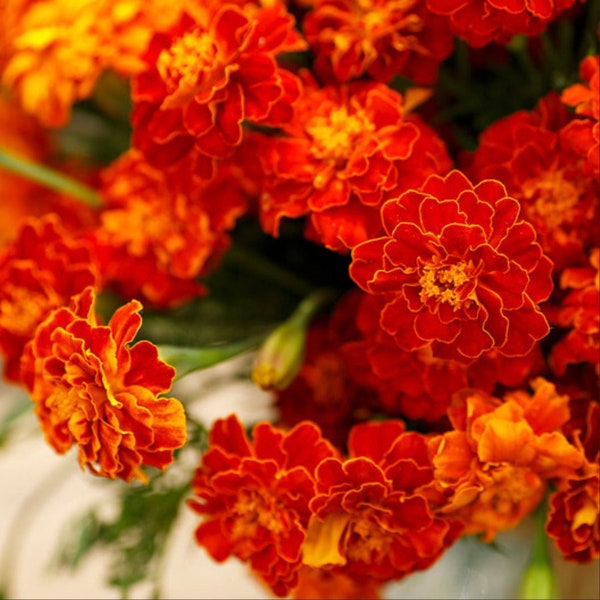 Red Cherry French Marigold Seeds // Non-GMO, tagetes patula