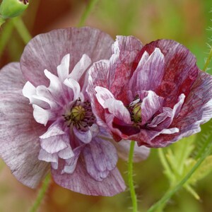 Organic Pandora Poppy Seeds, Pandora Shirley Poppies, 100 Flower Seeds // Organic, Open Pollinated, Non-GMO, papaver rhoeas