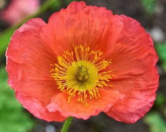May include: A close-up of a vibrant red poppy flower with a bright yellow center. The petals are delicate and ruffled, with a soft texture. The flower is in full bloom, showcasing its intricate details against a blurred green background.