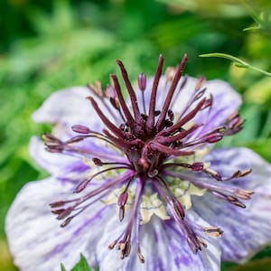 Organic Delft Blue Nigella Seeds, Love-In-A-Mist, Edible Flowers // Organic, Non-GMO, Nigella papillosa
