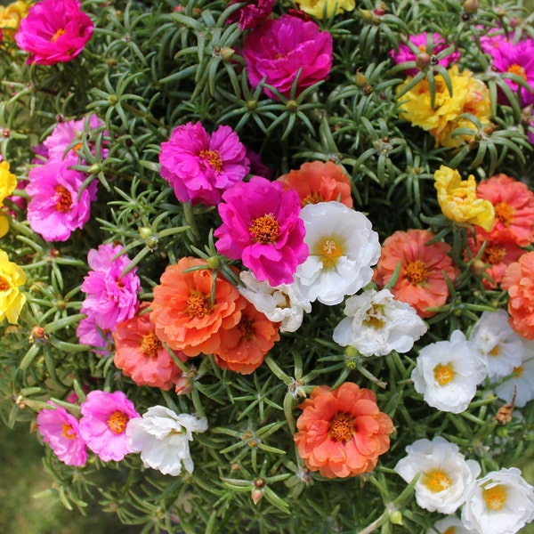 Portulaca Seeds Moss Rose, Double Mix Portulaca, Mixed Colors, Succulents // Non-GMO, Portulaca grandiflora