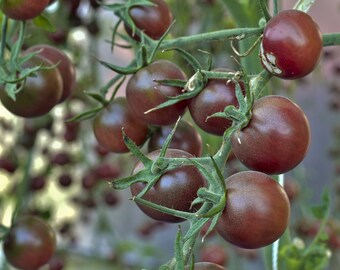 Chocolate Cherry Tomato Seeds // Non-GMO, lycopersicon lycopersicum 'Chocolate Cherry'