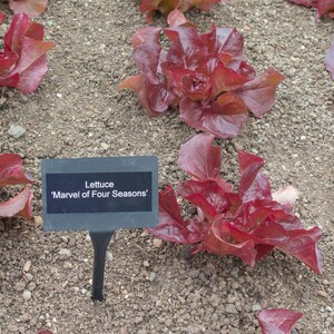 Merveille des Quatre Saisons Lettuce Seeds, Marvel of the Four Seasons, 4 Seasons Lettuce, 500 Seeds // Heirloom, Non GMO, lactuca sativa image 2