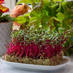Ruby Red Swiss Chard Microgreens Seeds // Soil Only, Heirloom, Open Pollinated, Non GMO, Beta vulgaris cicla