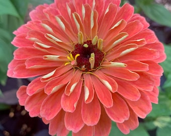 Benarys Giant Carmine Rose Zinnia Seeds, Largest Giant Zinnias