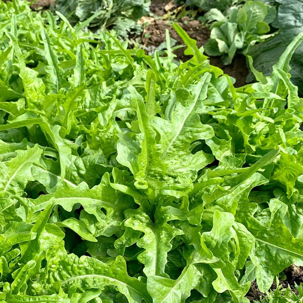 Leaf Lettuce Etsy