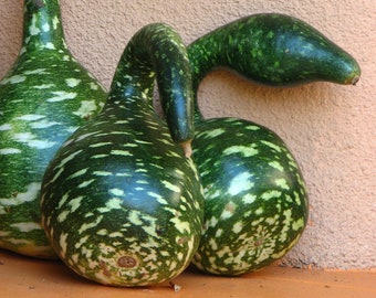 Speckled Swan Gourd Seeds, Bottle Gourds, Ornamental Gourds, 20 Seeds // Heirloom, Non-GMO, lagenaria siceraria