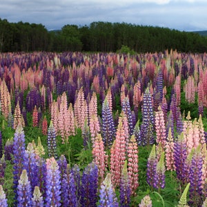 Russell Lupine Seeds, Mixed Colors Lupine Flowers // Open-Pollinated, Non-GMO, Lupinus polyphyllus