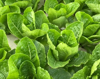 Jericho Romaine Lettuce Seeds // Heirloom, Non GMO, lactuca sativa