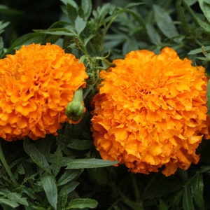 African Marigold Hawaii Seeds, Large Orange Cracker Jack Marigolds // Non-GMO, Tagetes erecta