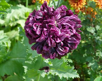May include: Close-up of a dark purple poppy flower with ruffled petals. The flower is in bloom and surrounded by green foliage and other flowers.