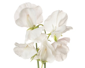 Royal Wedding Sweet Pea Seeds, 30 Count, White Fragrant Sweetpea Flowers