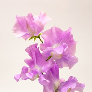 Royal Choice Lavender Sweet Peas, Lavender Pink Sweet Pea Flowers, 30 Seeds // Open-Pollinated, Non-GMO, lathyrus odoratus