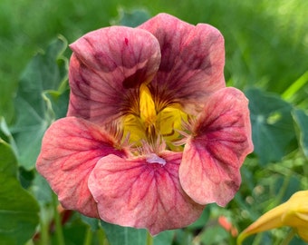 Ladybird Rose Nasturtium Seeds, Cream and Pink with Purple Hue Nasturtiums // Non-GMO, Edible Flowers, tropaeolum majus