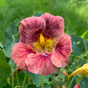 Ladybird Rose Nasturtium Seeds, Cream and Pink with Purple Hue Nasturtiums // Non-GMO, Edible Flowers, tropaeolum majus