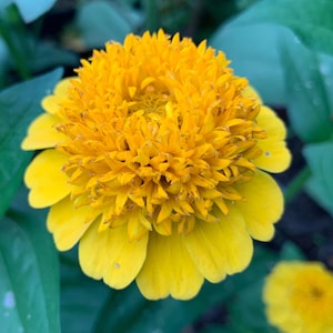Cresto ! Graines de fleurs de zinnia jaune, zinnias à fleurs de Scabiosa // Sans OGM, zinnia elegans