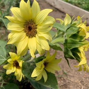 Lemon Pixie™ Sunflower Seeds, 25 Count, Dwarf Branching Variety