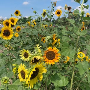 Autumn Beauty Sunflower Seeds, Mixed Colorful Sunflowers // Non GMO, Helianthus annuus