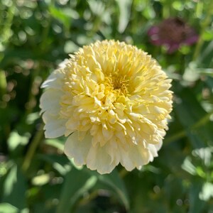 Cresto! Cream Zinnia Flower Seeds, Scabiosa Flowered Zinnias // Non-GMO, Zinnia elegans