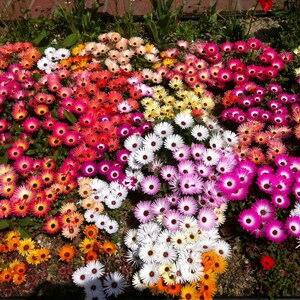 Iceplant Seeds, Mixed Ice Plant Colors, 3000 Seeds // Open Pollinated, Non-GMO, dorotheanthus bellidiformis