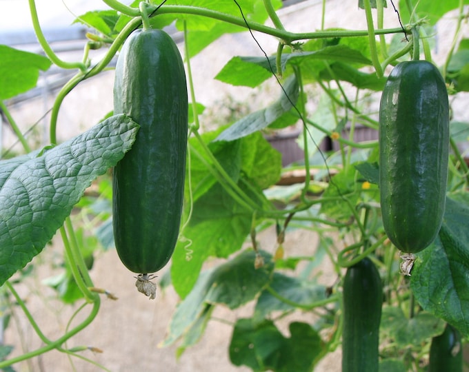Straight Eight Cucumber Seeds, Straight 8 Cucumbers, 100 Seeds