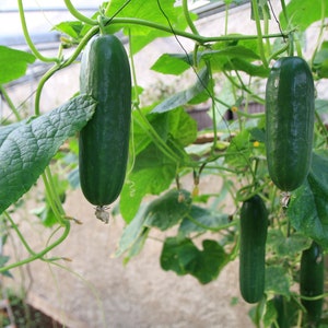 Straight Eight Cucumber Seeds, Straight 8 Cucumbers, 100 Seeds // Heirloom, Non-GMO, cucumis sativus