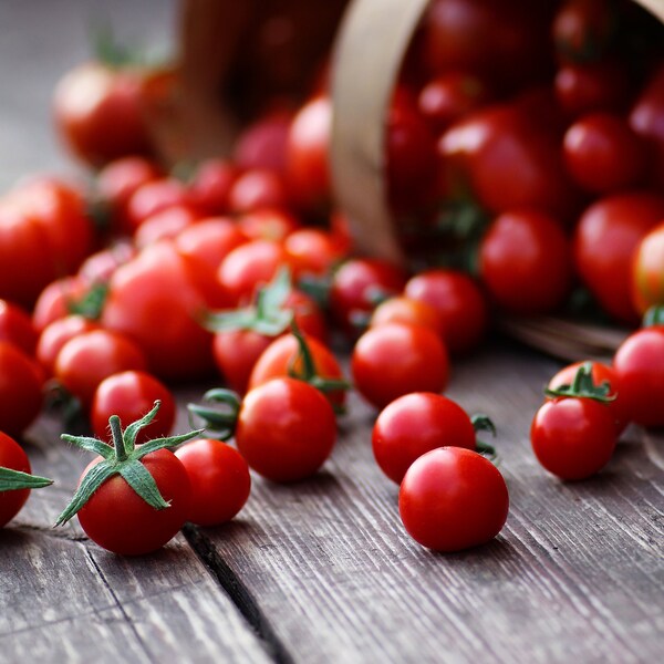 Large Red Cherry Tomato Seeds, Indeterminate, 350 Seeds // Heirloom, Non-GMO, solanum lycopersicum