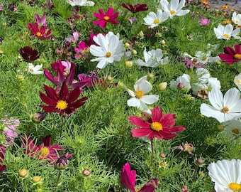 Dwarf Cosmos Seeds, 500 Count