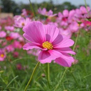 Gloria Cosmos Seeds, Pink Cosmos Flowers // Open Pollinated, Non-GMO, Cosmos bipinnatus