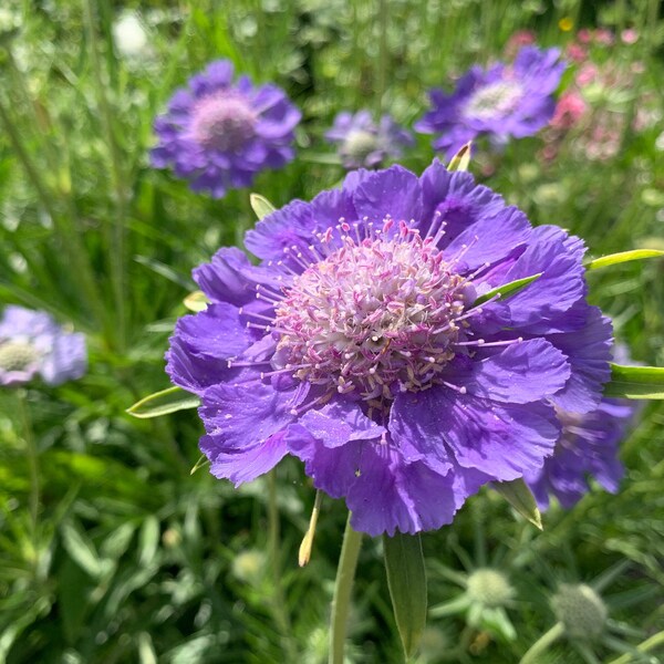 Fama Deep Blue Scabiosa Seeds, Pincushion Flower, 15 Seeds // Non GMO, scabiosa caucasica