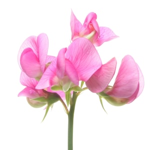 Royal Choice Rose Pink Sweet Peas, Sweet Pea Flowers, 30 Seeds // Open-Pollinated, Non-GMO, lathyrus odoratus