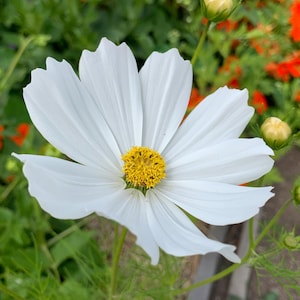Purity Cosmos Seeds, White Cosmos Flowers // Open Pollinated, Non-GMO, Cosmos bipinnatus