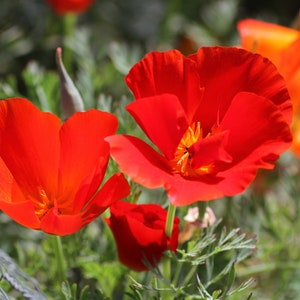 Red California Poppy Seeds, Red California Poppies, 1000 Flower Seeds // Non-GMO, Eschscholzia californica