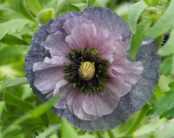 Puede incluir: Primer plano de una sola flor de amapola gris y púrpura delicada con un centro amarillo. La flor está rodeada de hojas verdes.