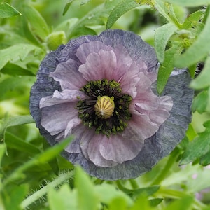 Organic &#39;Amazing Grey&#39; Poppy Seeds, 300 Count, Shirley Poppies