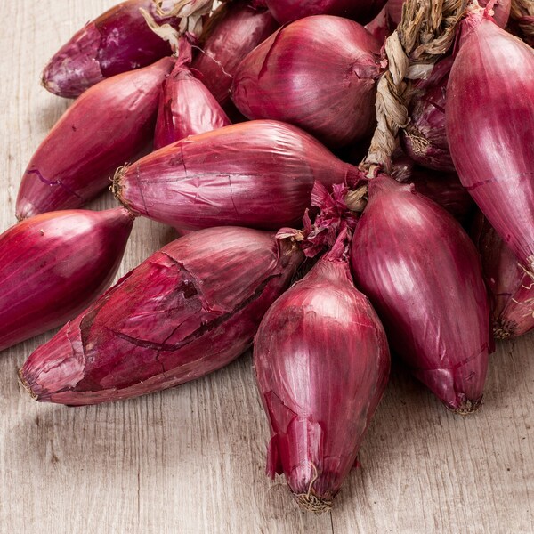 Red Torpedo Onion Seeds, Italian Red Onions // Heirloom, Non GMO, allium cepa
