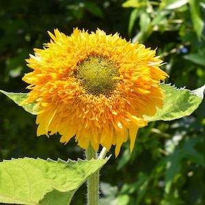 May include: A single, bright yellow sunflower with a large, round center. The sunflower is in bloom and has a fuzzy texture. The background is a blurred green.