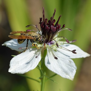 African Bride Nigella Seeds, Love-In-A-Mist, Edible Flowers // Non-GMO, Nigella hispanica