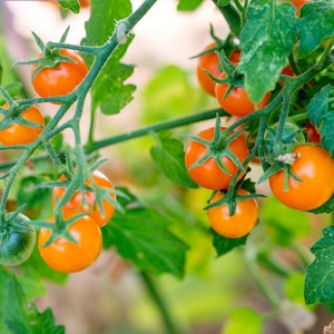 Sun Gold F1 Tomato Seeds, 15 Seeds // Organic, Non-GMO, solanum lycopersicum