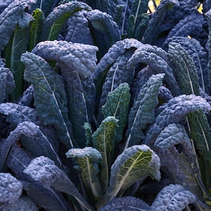 Black Magic Kale Seeds, Dinosaur Kale, 1000 Seeds // Heirloom, Non GMO, brassica oleracea