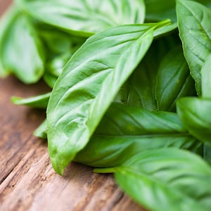 Organic Prospera F1 Basil Seeds, 200 Seeds // Organic, Hybrid, Non-GMO, Herb Garden, Ocimum basilicum