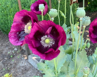 Laurens Grape Poppy Seeds, 300 Count, Large Purple Papaver somniferum Poppies