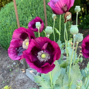 May include: Close-up of vibrant purple poppy flowers in full bloom, with a yellow center and green seed pods. The petals have a velvety texture, and the image is set against a backdrop of green foliage and a decorative metal structure.