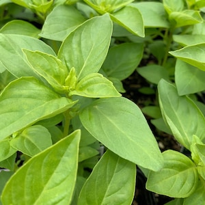 Lemon Basil Seeds // Non-GMO, Open Pollinated, Herb Garden, Ocimum basilicum